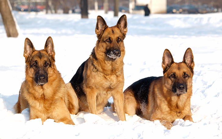 zwierzęta, owczarek niemiecki, śnieg, pies, Tapety HD