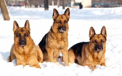 zwierzęta, owczarek niemiecki, śnieg, pies, Tapety HD HD wallpaper
