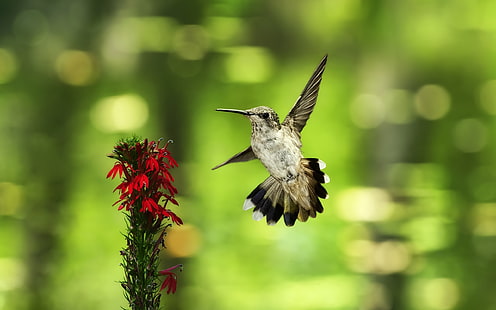 Colibrì in volo, fiori rossi, sfondo verde, colibrì grigio e nero, colibrì, volare, rosso, fiori, verde, sfondo, Sfondo HD HD wallpaper