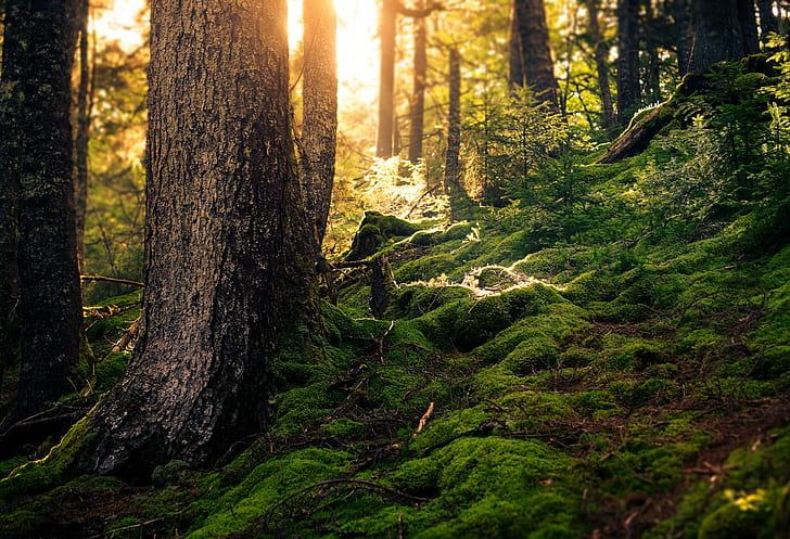 ป่าธรรมชาติลำต้นของต้นไม้มอสต้นไม้, วอลล์เปเปอร์ HD