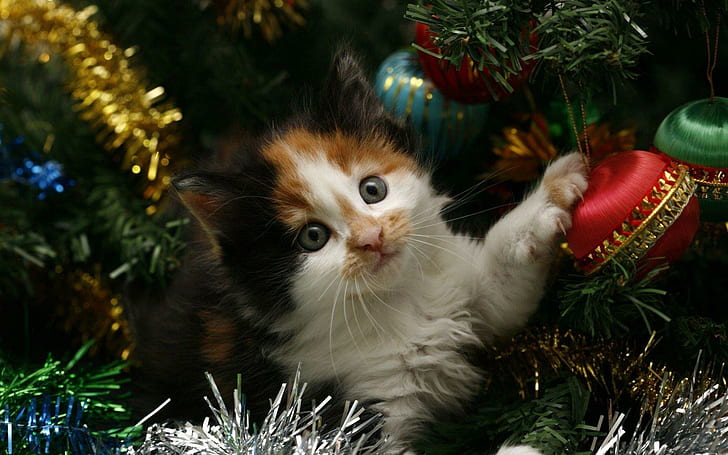 Kitten hiding in the Christmas tree, white, tan, and black kitten, animals, 1920x1200, kitten, christmas, merry christmas, HD wallpaper