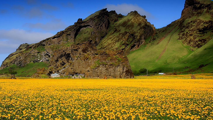 flowers, sky, field, mountain, flowery, flower field, sunny, HD wallpaper