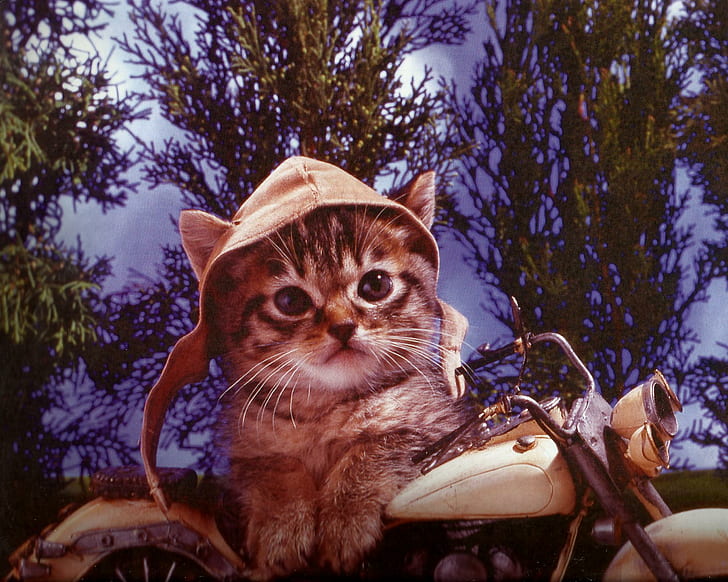 Ein Kätzchen auf einem Motorrad, Dörfchen, Katze, Kätzchen, Motorrad, Tiere, HD-Hintergrundbild