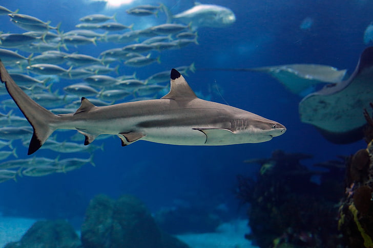 animais tubarão, HD papel de parede