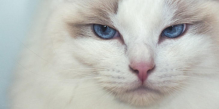 kot, spojrzenie, pysk, niebieskie oczy, ragdoll, Tapety HD