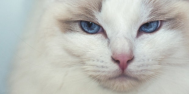 кот, взгляд, морда, голубые глаза, Ragdoll, HD обои HD wallpaper