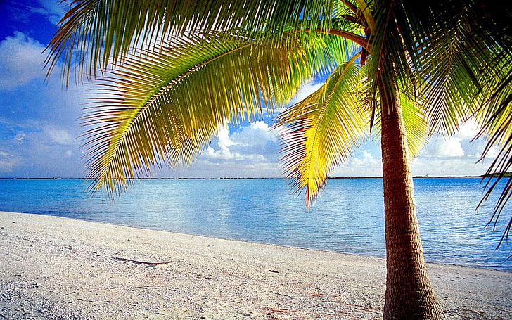 planta de hoja verde y amarilla, isla, Rangiroa, Polinesia Francesa, palmeras, naturaleza, playa, tropical, mar, paisaje, arena, nubes, Fondo de pantalla HD