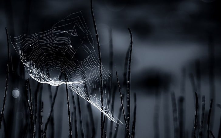 closeup, sarang laba-laba, Wallpaper HD