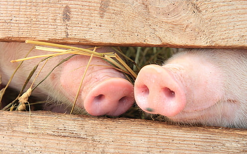 two pigs, animals, baby animals, nature, pigs, snouts, fence, wood, pink, HD wallpaper HD wallpaper