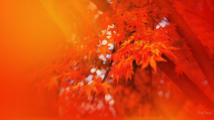 Autmun Morning Sunbeams, сезони, оранжево, слънчево греене, слънчеви лъчи, есен, дърво, листа, есен, 3d и абстрактно, HD тапет