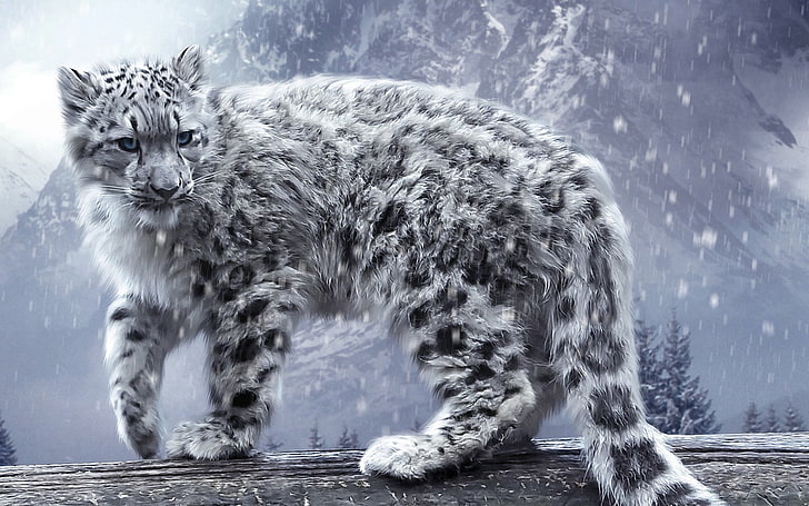 леопард, животные, белый, HD, снег, HD обои
