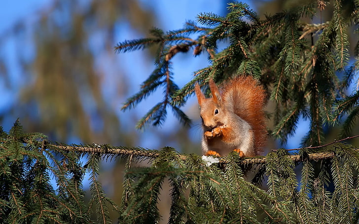 brown squirrel, squirrel, pine, sitting, tail, HD wallpaper