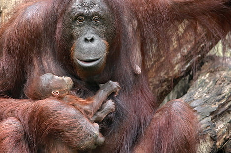Mother, children, animals, baby animals, apes, HD wallpaper HD wallpaper