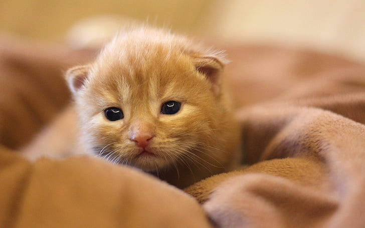 Kitty hd, kahverengi yavru kedi, aşk, kitty, HD masaüstü duvar kağıdı