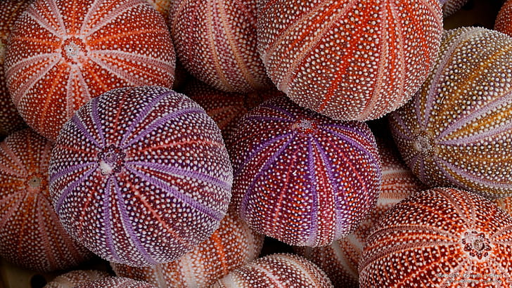Sea Urchins, Cornwall, England, Ocean Life, HD tapet