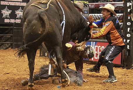 toro, bullrider, vaca, vaquero, extremo, equitación, rodeo, occidental, Fondo de pantalla HD HD wallpaper
