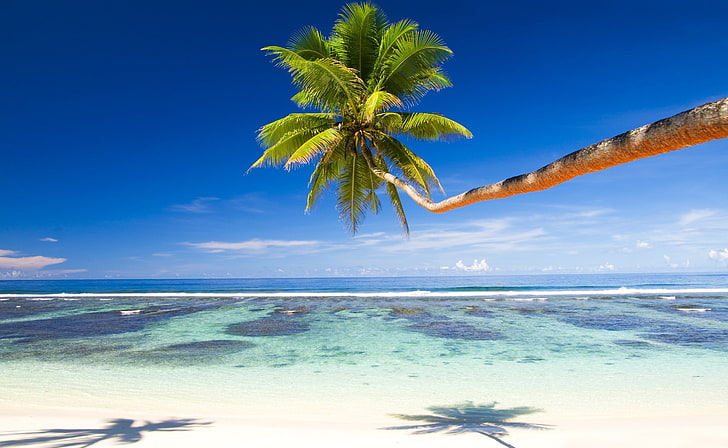 Пальма над тропическим пляжем, зеленая кокосовая пальма, природа, пляж, HD обои