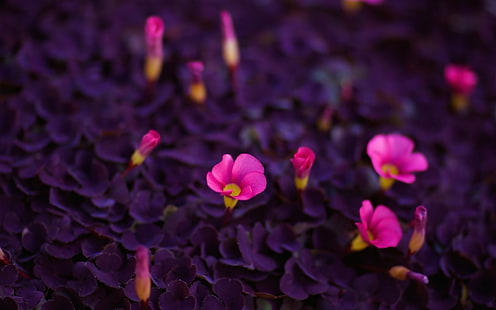 분홍색 꽃잎 꽃, 보라색과 분홍색 꽃, 자연, 꽃, 매크로, 분홍색 꽃, HD 배경 화면 HD wallpaper