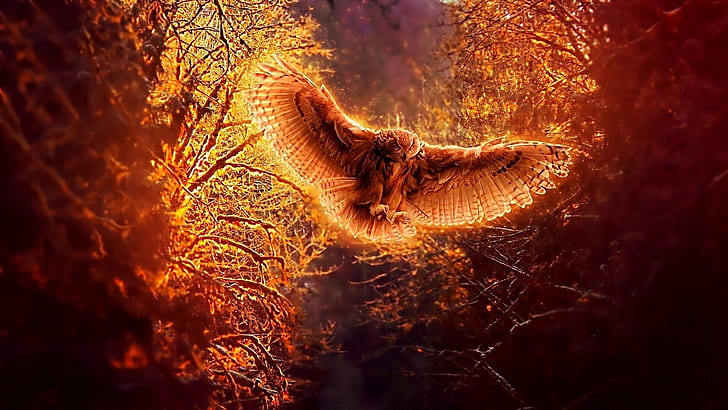 Owl in flight at night forest, orange and brown flying owl, Owl, Flight, Night, Forest, HD wallpaper