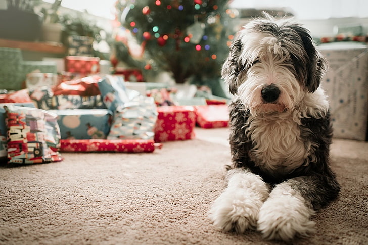 Кучета, староанглийска овчарка, Коледа, дълбочина на полето, куче, подарък, HD тапет
