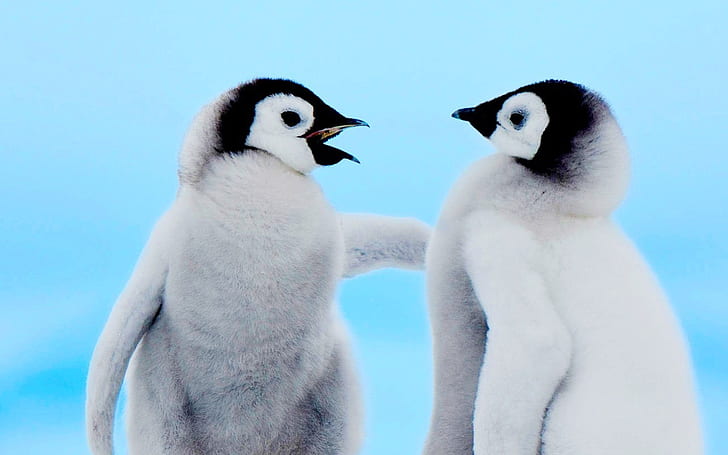 Niedliche Baby-Pinguine, Tiere, dickes Fell, niedliche Baby-Pinguine, Tiere, dickes Fell, HD-Hintergrundbild