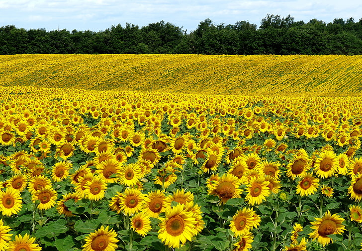 bidang bunga matahari kuning, bidang, bunga matahari, pemandangan, musim panas, Wallpaper HD