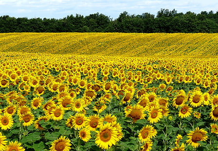 жълто слънчогледово поле, поле, слънчогледи, пейзаж, лято, HD тапет HD wallpaper