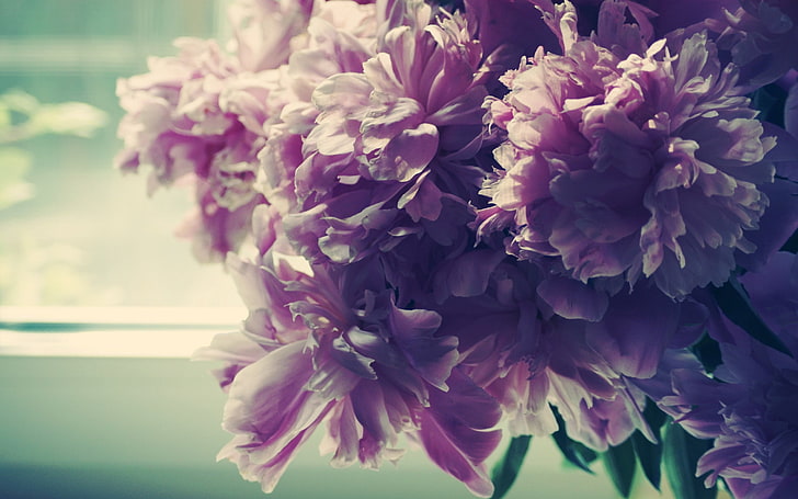 pink petaled flowers, bouquet, flowers, bright, soft, pink, shadow, HD wallpaper