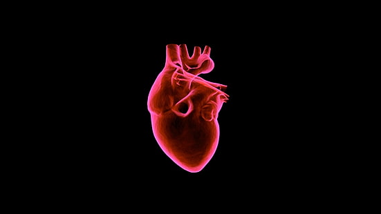 tubuh manusia, jantung, berotot, Wallpaper HD HD wallpaper