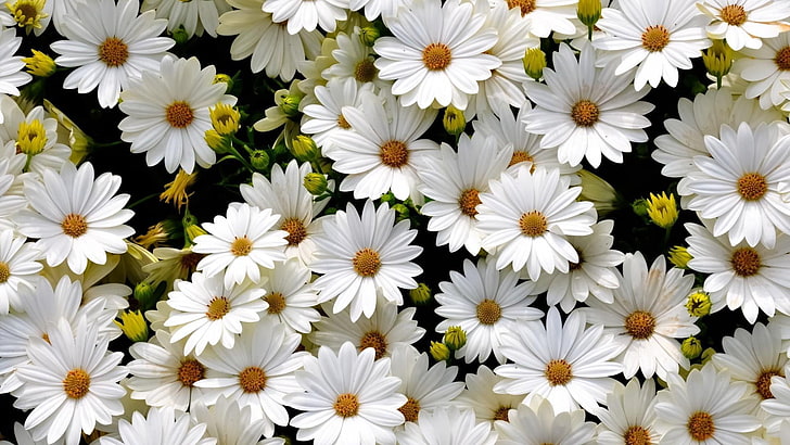 Blume, Gänseblümchen, Kamille, Blüte, Pflanze, Blumen, HD-Hintergrundbild