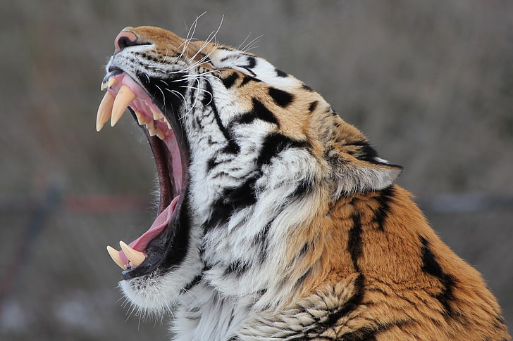 tigre abbronzata adulta, viso, predatore, bocca, zanne, profilo, gatto selvatico, sbadigli, la tigre dell'Amur, Sfondo HD