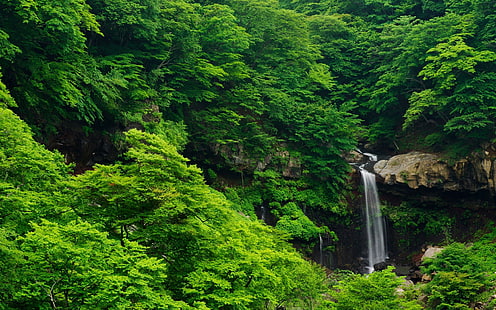 green trees, waterfall, nature, forest, trees, landscape, green, HD wallpaper HD wallpaper
