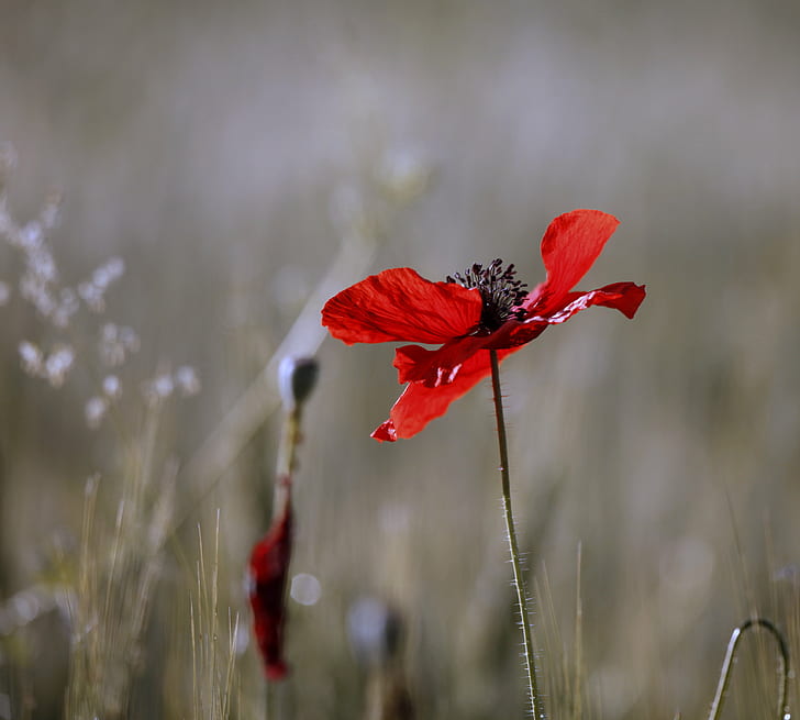 shallow focus photography of red flower, cornfield, shallow focus, photography, flower, diaphanous, lucent, poppies, fuzzy, morning, sunrise, shadow, rye, barley, whiskery, delicate, bright, bokeh, blur, transient, ephemeral, france, crop, petals, nature, lines, light, sunlit, wildflowers, weed, stem, here today, gone tomorrow, life cycles, fleeting, here today  gone tomorrow, photo, poppy, plant, red, summer, meadow, close-up, beauty In Nature, wildflower, HD wallpaper