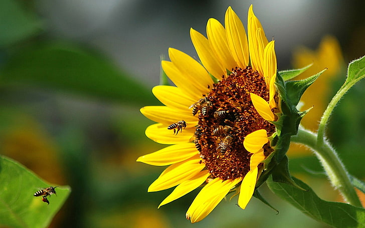 слънчоглед, пчели, опрашване, цвете, полет, слънчоглед, HD тапет