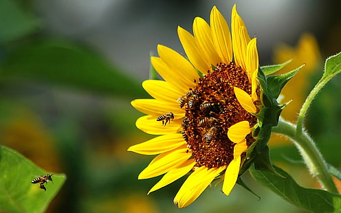 подсолнух, пчелы, опыление, цветок, полёт, подсолнух, HD обои HD wallpaper