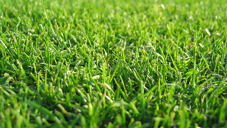bidang rumput hijau, rumput, rumput, hijau, Wallpaper HD