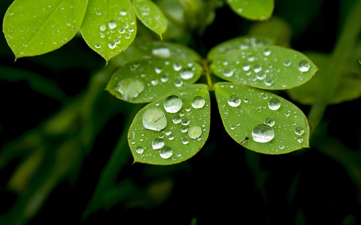 Spring rainy day green plants leaves water droplet.., HD wallpaper