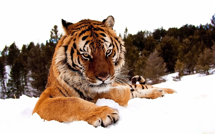 animals, snow, tiger, HD wallpaper