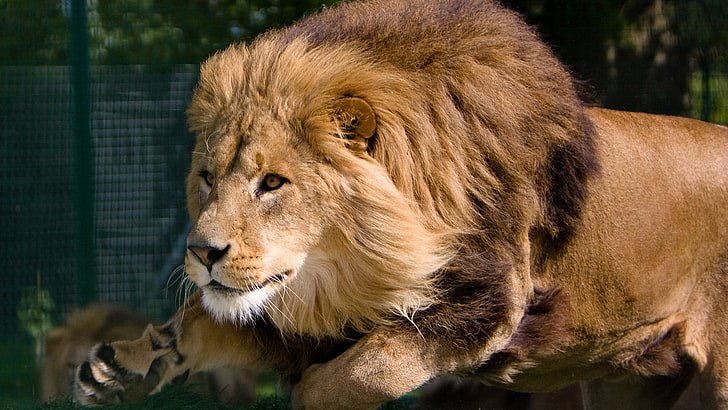 lion, big cat, feline, predator, animal, wildlife, leo, carnivore, cat, mammal, wild, africa, safari, african, fur, mane, male, animals, dangerous, park, reserve, HD wallpaper