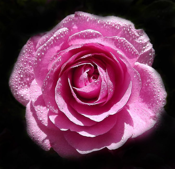 분홍색과 흰색 꽃 섬유, 사랑, 행복, HD 배경 화면