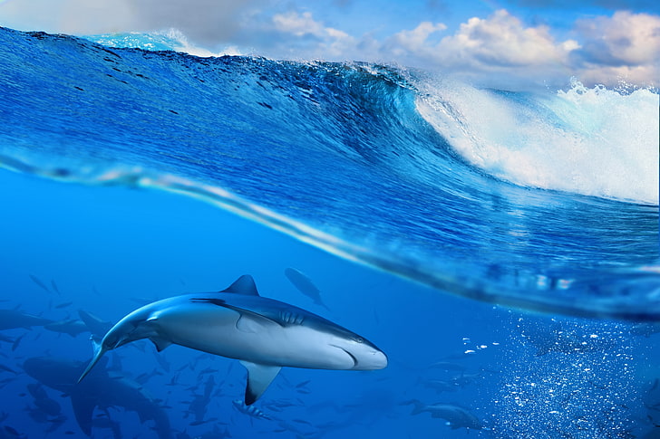 Denizde büyük beyaz köpekbalığı dijital duvar kağıdı, deniz, dalgalar, köpekbalığı, hayvanlar, HD masaüstü duvar kağıdı