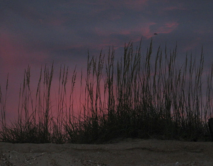 Sunset With Beach Grass, nags head, beach, north carolina, sand, outer banks, ocean, grass, sunset, 3d and abstract, HD wallpaper