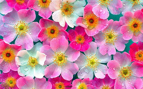 Cute Flowers Wallpaper Hd Skilal 457278, Fondo de pantalla HD HD wallpaper
