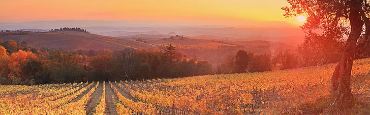 Matahari terbenam, senja, kebun anggur, Siena, Tuscany, Italia, Matahari terbenam, Senja, Kebun anggur, Siena, Tuscany, Italia, Wallpaper HD