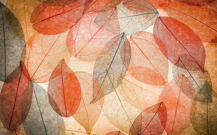 秋、透明な葉、抽象的なカラフルな秋、透明、葉、抽象的なカラフルな、 HDデスクトップの壁紙