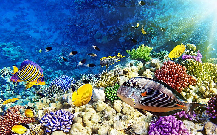 몰디브 말레이시아 홍해 산호초 수중 세계 바탕 화면 Hd Wallpaper 1920 × 1200, HD 배경 화면