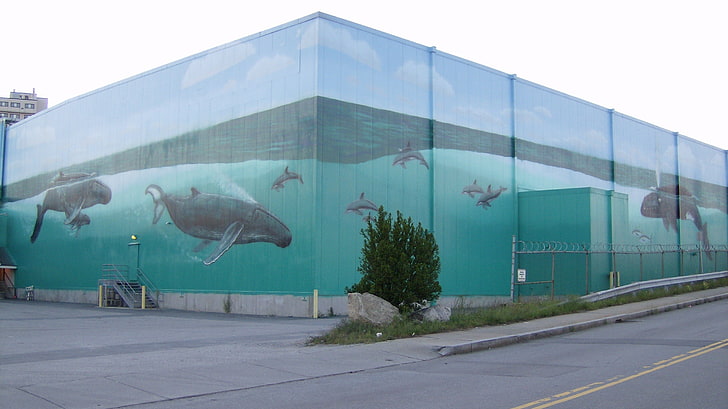water ocean buildings whales street art dolphins massachusetts 2576x1449  Nature Oceans HD Art , water, ocean, HD wallpaper