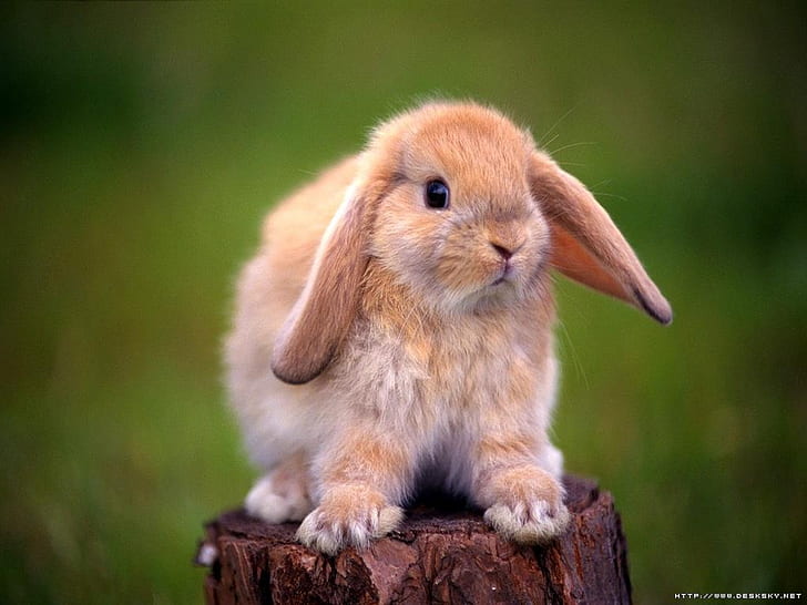 สัตว์กระต่ายกระต่ายน่ารัก !!! สัตว์อื่น ๆ HD Art, น่ารัก, สัตว์, กระต่าย, กระต่าย, หูห่วง, สีแทน, วอลล์เปเปอร์ HD