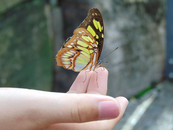 butterfly, hand, nature, wings, HD wallpaper