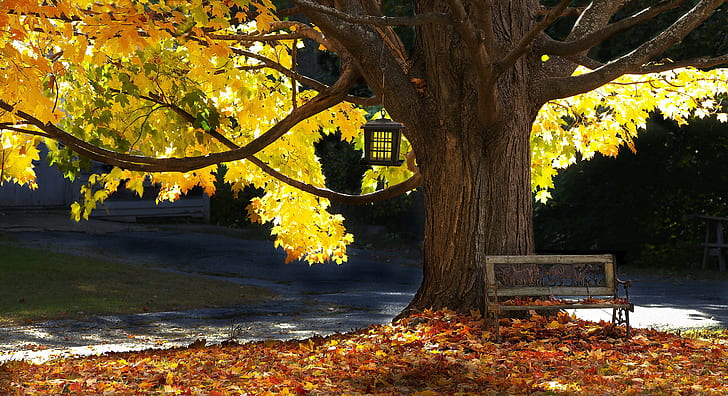Árbol otoño, árbol, banco, otoño, Fondo de pantalla HD